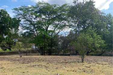 Vacant agricultural plot with mature leafy trees for sale Rodeo Viejo Panama