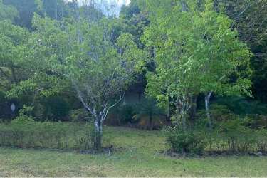Mixed-use farm property with mature trees and open land Rodeo Viejo San Carlos