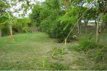 Partially fenced grass lot with large trees near Pacific beach in Santa Clara Coclé Panama