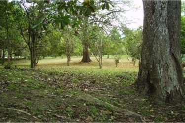 Vacant land for sale in beach community Santa Clara Panama surrounded by fence and mature shade trees