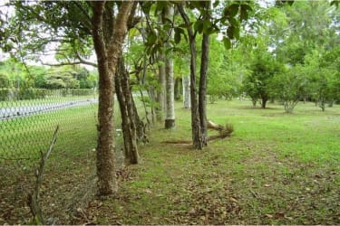 Natural landscape lot with open grassy and wooded sections in Santa Clara beach Panama