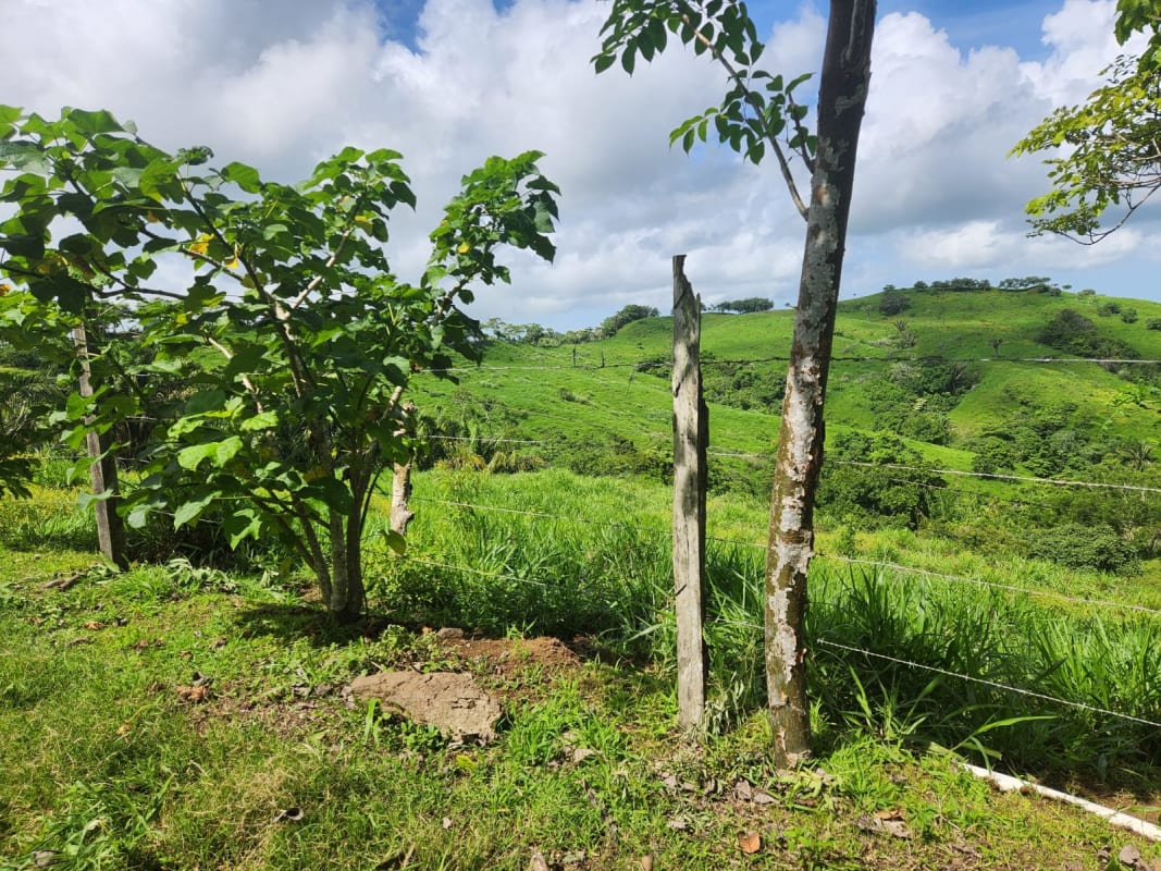 Wide rolling pasture farmland with blue sky near Canitas Chepo in Panama for sale