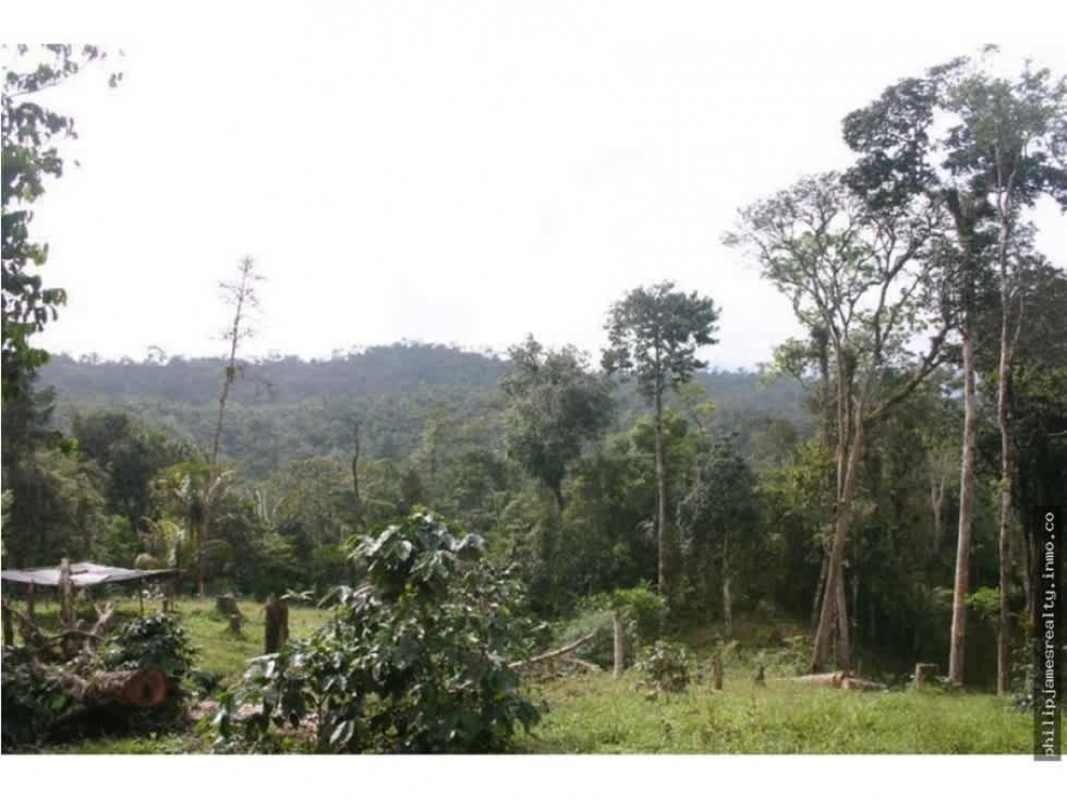 Forest hillside and small clearing on titled farmland Cerro Azul Panama
