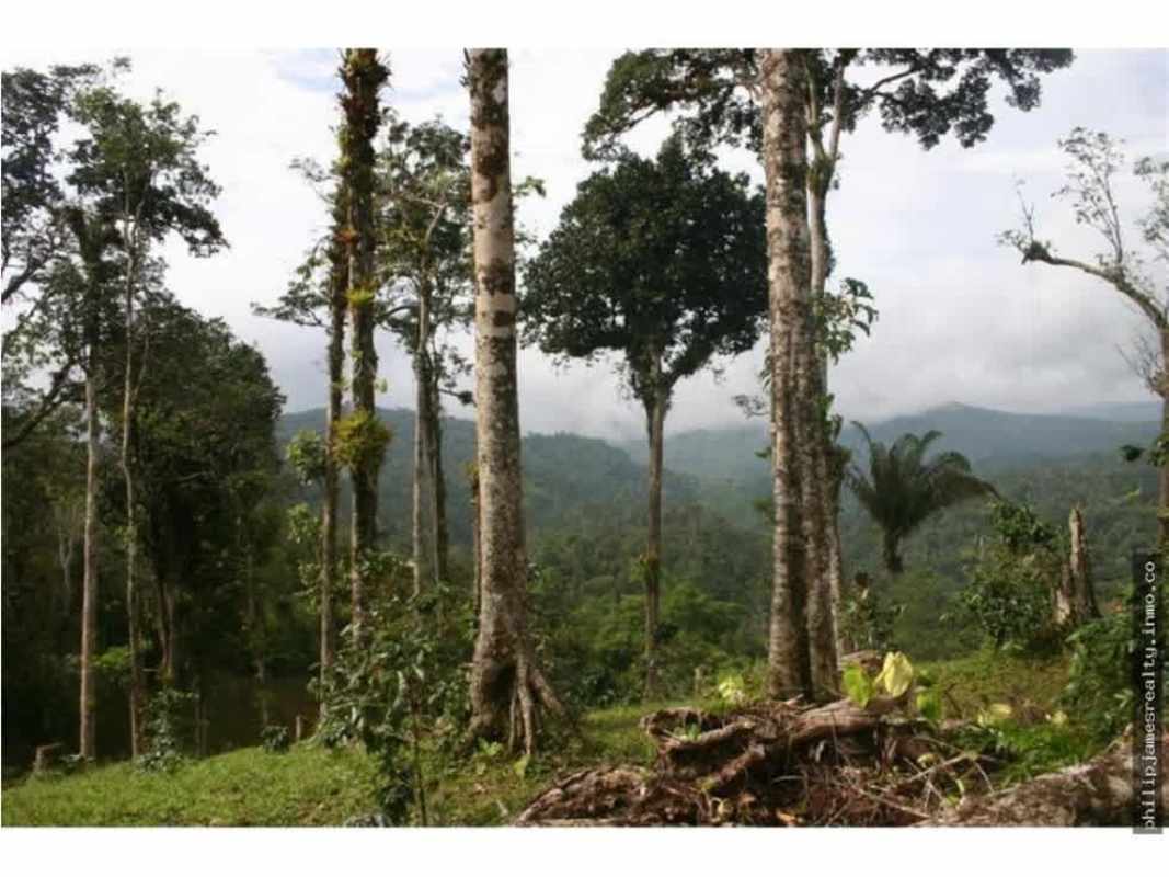 Cloud-touched mountainous jungle with tall forest trees Panama land