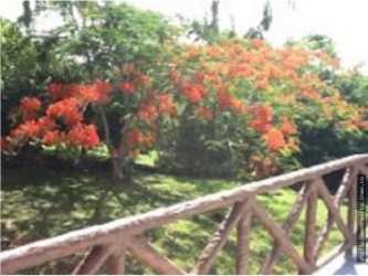 Patio with lush flowering plants pergola and seating mountain home Altos del María Panama