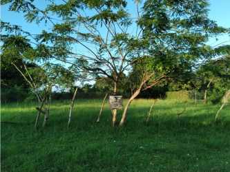 Large vacant residential lot with trees close to beach Gorgona Panama
