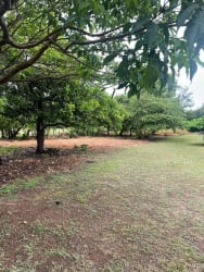 Natural landscape with green trees and grassy area in rural Panama Aguadulce