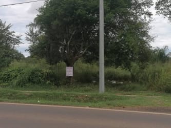 Vacant land plot with large tree, utility pole and roadside access in Aguadulce Panama