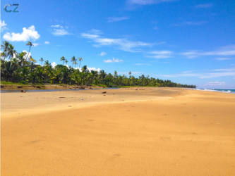 Tropical sandy beach with palm groves ideal eco-resort site Palenque Colon Panama