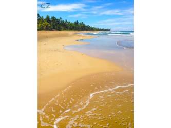 Drone aerial lush coastal palms sandy shoreline oceanfront Palenque Costa Arriba Panama