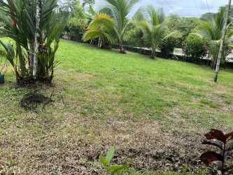 Large palm-lined backyard with landscaping gardens at Bugaba estate property