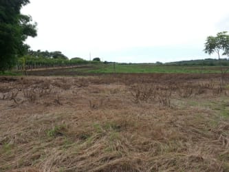Open land with dry grass and scattered bushes coastal Las Tablas Panama