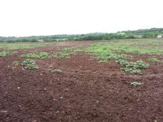 Undeveloped land plot with scattered greenery near Las Tablas Los Santos