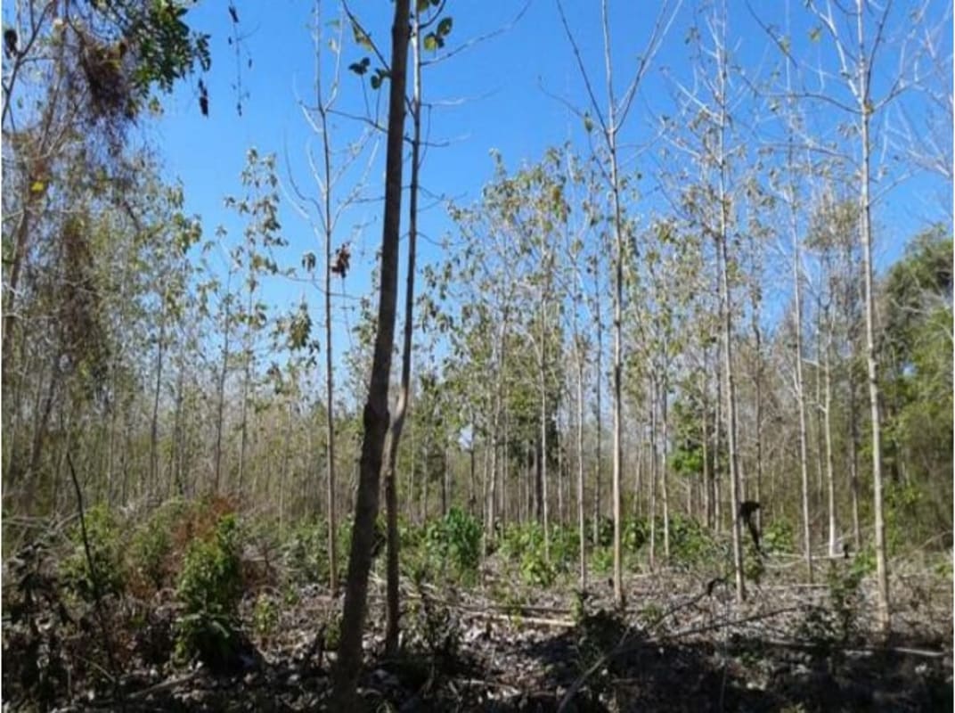 Young trees and woodland growth on raw land in Chepo for sale rural Panama