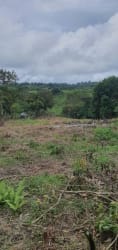 Open sloped land with trees and mountain backdrop ideal for cabin or farm Bugaba Panama
