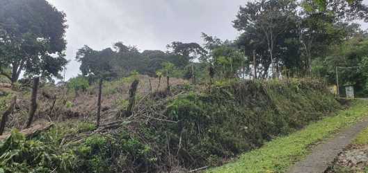 Partially cleared sloped lot with wood posts, trees on roadside in mountain countryside of Cuesta de Piedra Panama