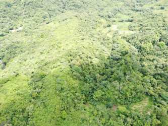 Tropical banana plants and dense green foliage on land in El Chirú Coclé