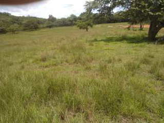 Farm land for Sale in Natá - 0 bedrooms