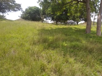 Natural landscape with trees and pastures in Cocle Panama