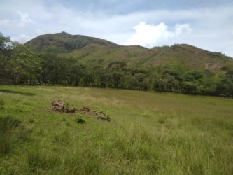 Open pasture fields ideal for livestock in Panama