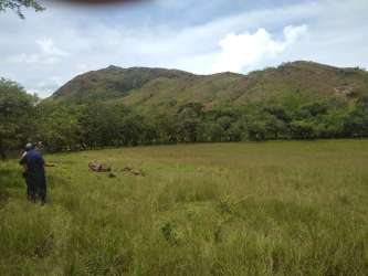 Gently rolling farmland with trees in Cocle Panama