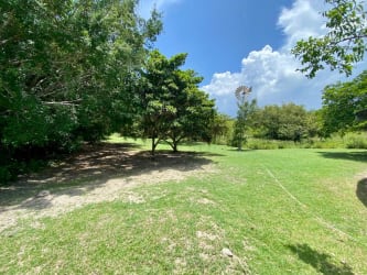 Grassy open field with fruit and native trees in Panama countryside land