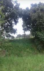 Vibrant pasture mixed with wooded area on rural farmland Veraguas Panama