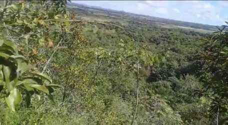 Trees and wired fence line along border of natural farmland in Veraguas Panama