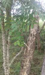 Mature trees and dense natural flora in farmland near Santiago Panama