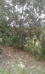 Vibrant dense tropical vegetation and natural forest cover rural land Panama