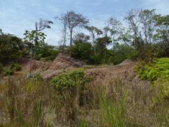Caribbean beach with ocean waves, palm trees, driftwood near large land lot in Viento Frio Colón Panama