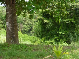 Dense green jungle and palm trees covering the development land for sale near Caribbean beach in Colon Panama