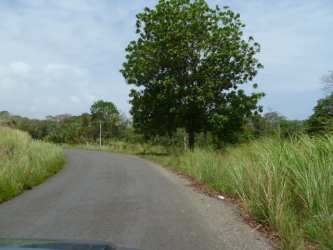 Tropical vegetation on large natural beachfront lot for sale in Costa Arriba Colon Panama