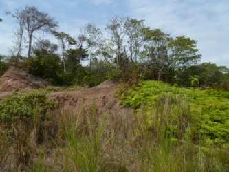 Mixed tropical trees and vegetation on roadside land parcel for sale Colon Costa Arriba Panama