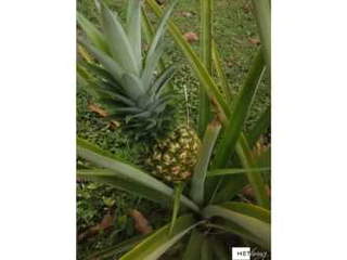 House for Sale in Las Lajas - 7 bedrooms