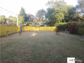 Fruit-bearing pineapple plant in tropical country garden Las Lajas Chame Panama