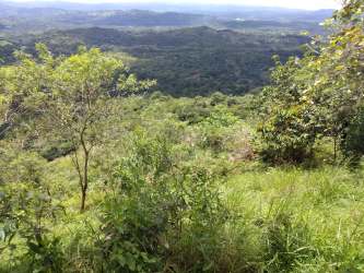 Dense forest with mountain backdrop rural cattle land in Buena Vista, Colón, Panama