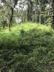 Natural forest environment with timber and fresh water springs in Bugaba Chiriquí Panama