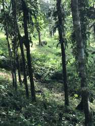 6.3 Hectare Farm with River & Timber Bugaba Chiriquí