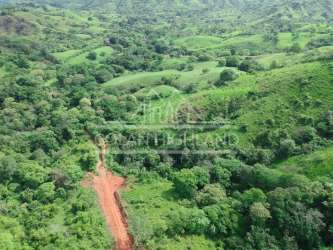 Rows of mature teak trees ready for harvest on large agricultural farm in Macaracas Panama