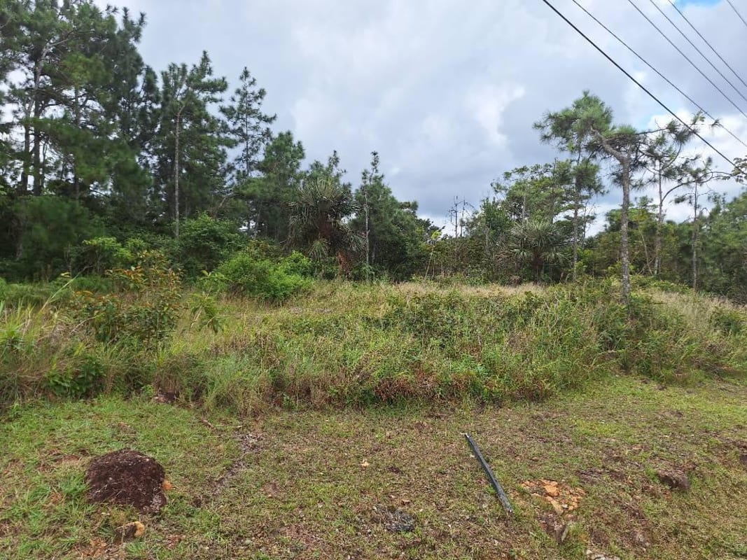 Dense pine forest and natural wooded land inside Altos del Centinela Cerro Azul Panama