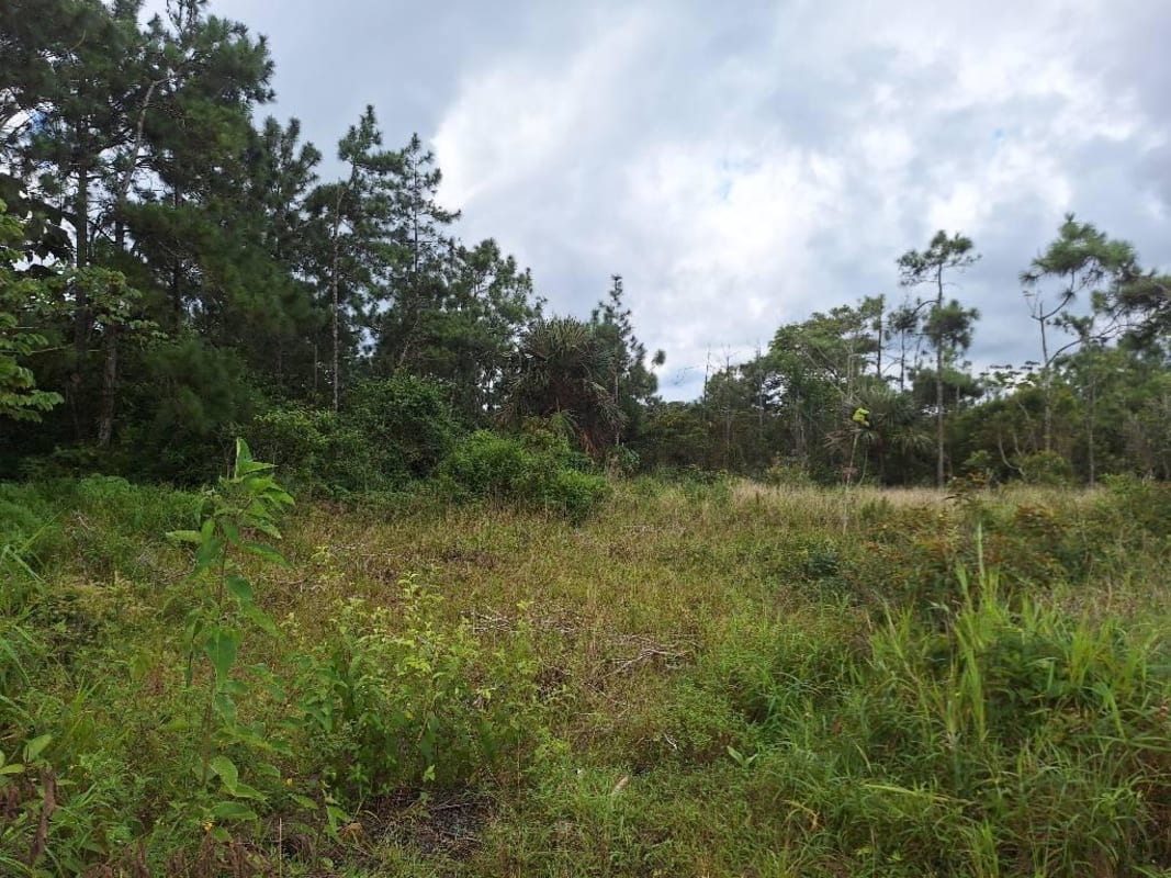 Pine and native trees on large mountain lot in Cerro Azul Panama for investment or home build