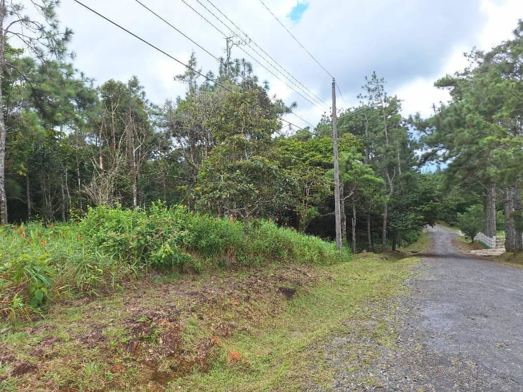Beautiful lush forest landscape of undeveloped land at Altos del Centinela Cerro Azul
