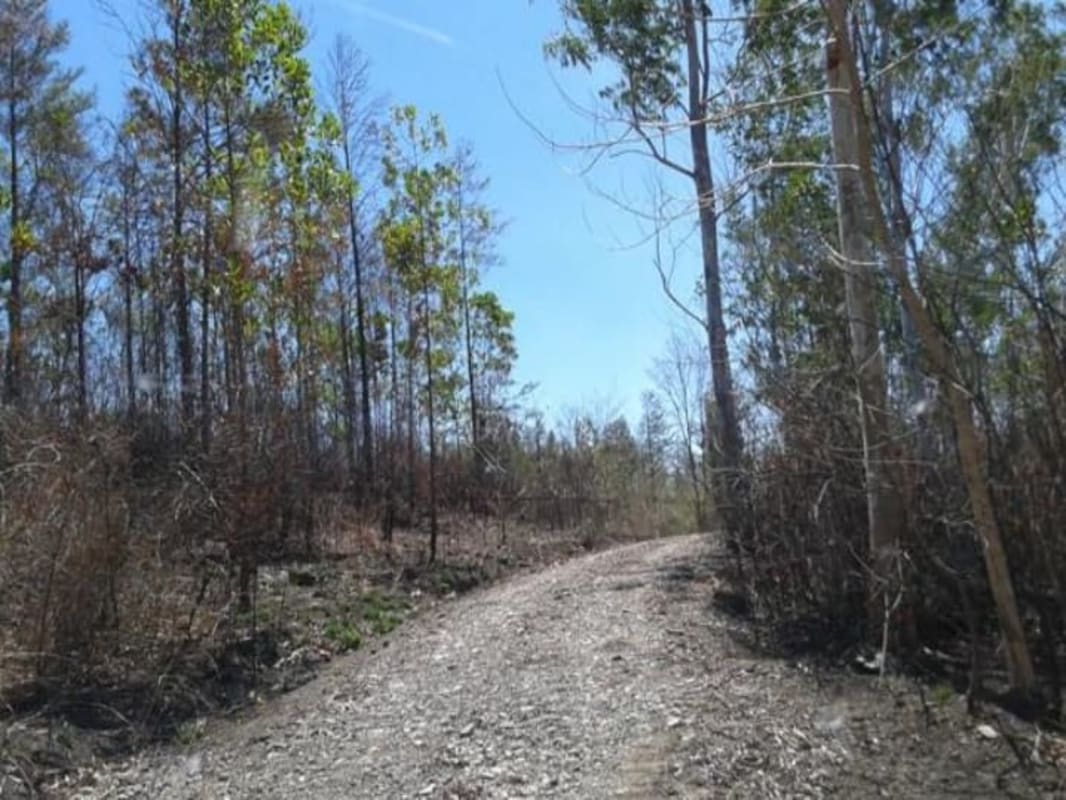 Forested internal dirt road trail on 77 hectare property in Panama