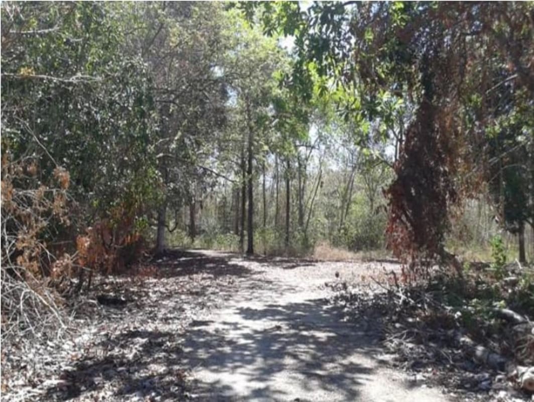 Natural wooded landscape on large acreage land Panama San Martín for sale