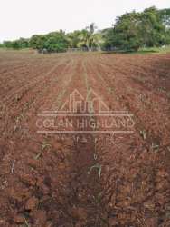 Vast countryside parcel flat topography ideal for subdivision or agriculture Guararé Panama