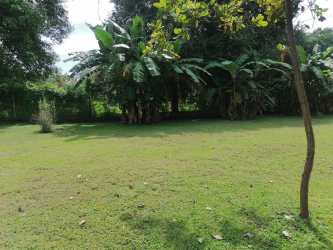 Spacious garden area with fruit trees and greenery in Cabuya Chame Panama country house