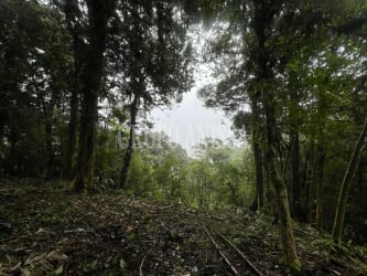 Thick forested natural terrain on property at Altos del María Panama