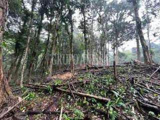 Land / Lot for Sale in Nueva Gorgona - 0 bedrooms