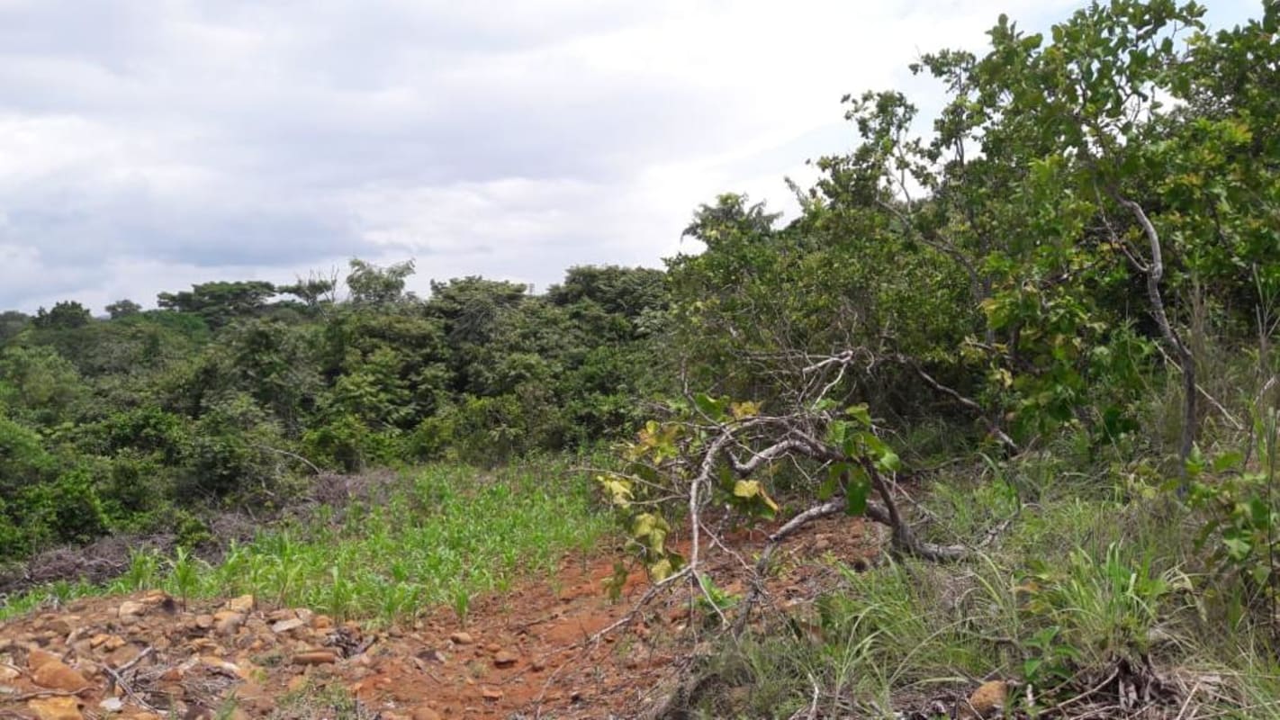 Open terrain with green vegetation and trees on fenced San Martín property Panama
